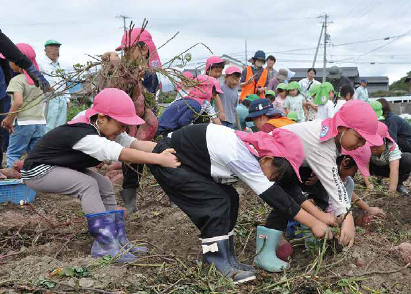 園児がさつまいも収穫体験・大きなおイモに笑顔の写真(長野県長野市)