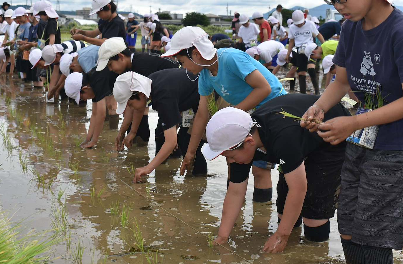小学生の田植えを女性部がサポートの写真(長野県長野市)