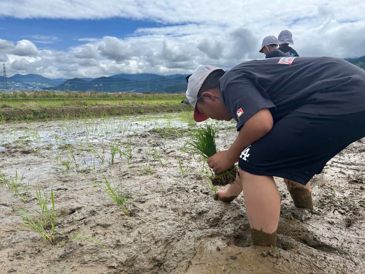 児童が田植え体験 米作りを年間通して学ぶの写真(長野県長野市)